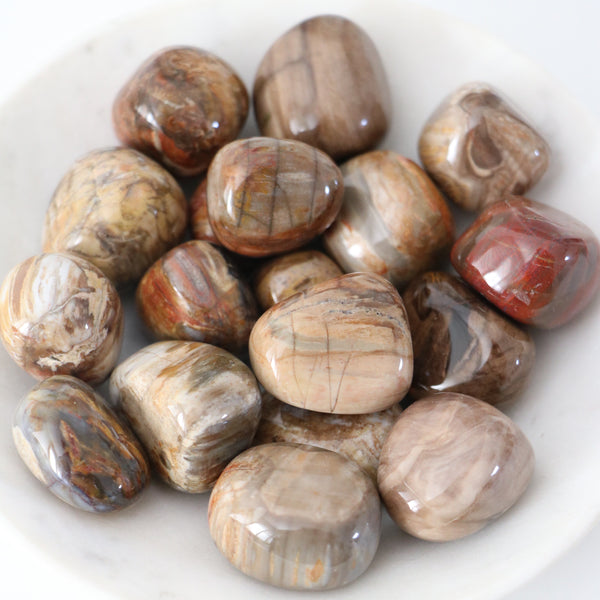 Tumbled Stone - Petrified Wood